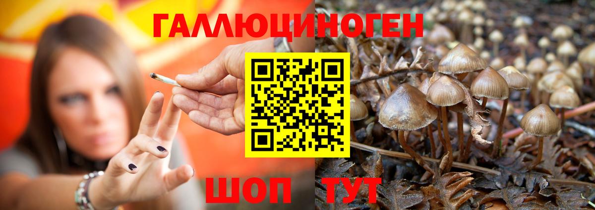Галлюциногенные грибы мицелий  Вход с VPN  Галлюциногенные грибы Psilocybe  Кизляр 